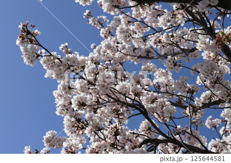 春の公園に咲くソメイヨシノの桜の花 125644581