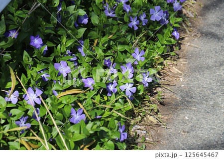 春の庭に咲く紫色のツルニチニチソウの花 125645467