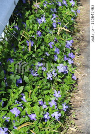 春の庭に咲く紫色のツルニチニチソウの花 125645468