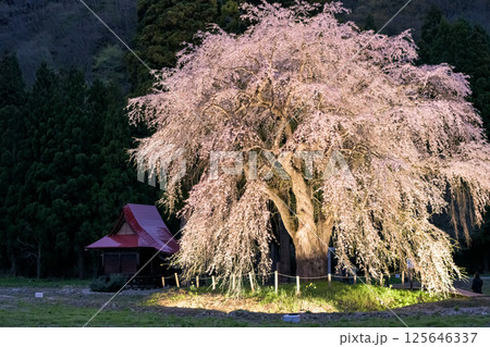 黄昏時のおしら様　ライトアップされる枝垂れ桜　秋田県 125646337