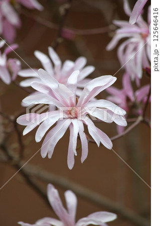 シデコブシの花 シデコブシの花 125646416