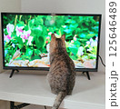 テレビを見る猫 125646489