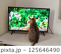 テレビを見る猫 125646490