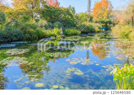 睡蓮が浮かぶ池の水辺を散策 睡蓮が浮かぶ池の水辺を散策 125646580