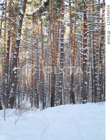 Winter landscape with snow-covered trees. Winter forest Winter landscape with snow-covered trees. Winter forest 125646656