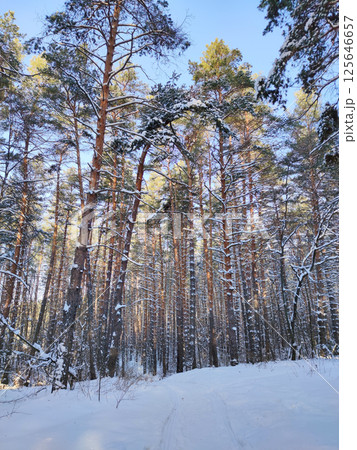 Winter landscape with snow-covered trees. Winter forest Winter landscape with snow-covered trees. Winter forest 125646657