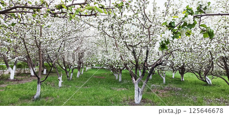 Floral spring background.  Close-up. Nature. 125646678