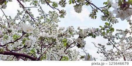 Floral spring background.  Close-up. Nature. 125646679