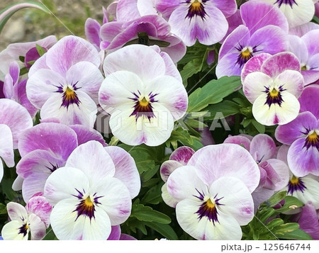 春の花壇に咲くパンジーの花 125646744