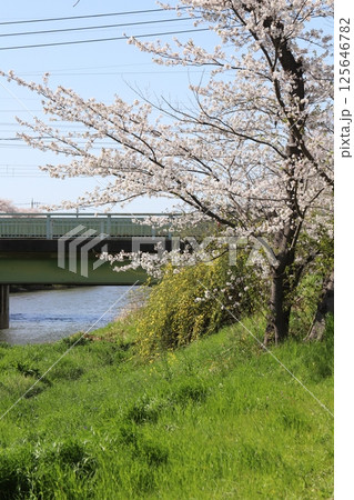 春の川沿いに咲くソメイヨシノの桜の花と黄色いオウバイモドキの花 125646782