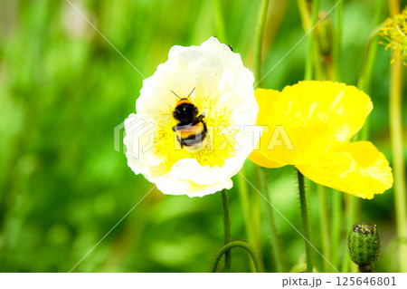 黄色い可憐な花に止まるマルハナバチ 125646801