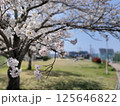 桜 125646822