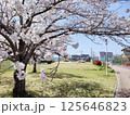 桜 125646823
