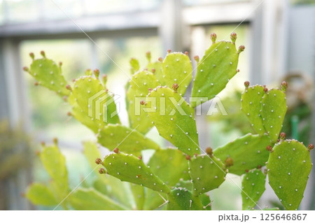 温室で育つサボテン 125646867