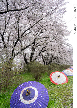 岩手・北上展勝地のさくら祭り 岩手・北上展勝地のさくら祭り 125646908