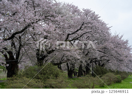 岩手・北上展勝地のさくら祭り 岩手・北上展勝地のさくら祭り 125646911