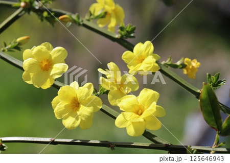 春の公園に咲く黄色いオウバイモドキの花 125646943