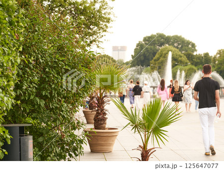 Palm tree in the park, selective focus and small depth of field. The palm tree of Washington. 125647077