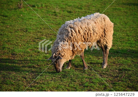 Sheep grazing in the field. Concept for animals and agriculture. 125647229