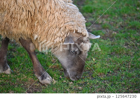 Sheep grazing in the field. Concept for animals and agriculture. Sheep grazing in the field. Concept for animals and agriculture. 125647230