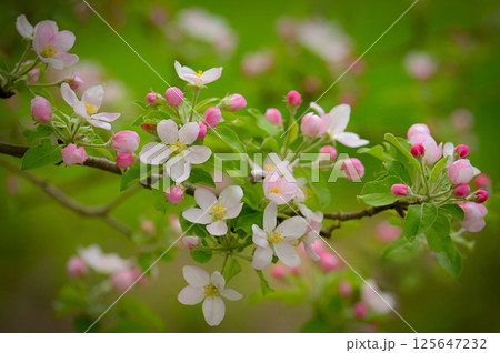 Spring background with blossoming fruit tree. Beautiful blooming apple tree in spring time. 125647232
