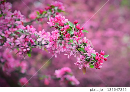 Beautiful blooming pink spring tree. Concept for spring time and nature. Blooming background in the park. Beautiful blooming pink spring tree. Concept for spring time and nature. Blooming background in the park. 125647233