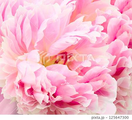 Peony flower. Floral pink background. Macro. Nature. Peony flower. Floral pink background. Macro. Nature. 125647300