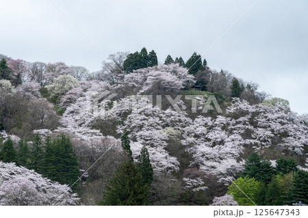 角館の雅な春 125647343