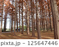メタセコイヤ 125647446