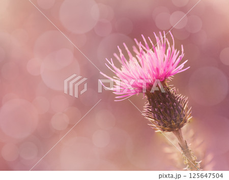 Floral  background. Purple thorny thistle flower. Closeup.  Nature. 125647504