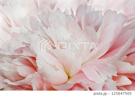 Peony flower  on white isolated background with clipping path. Closeup. For design. Nature. 125647505