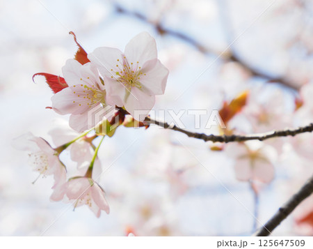 春の日差しを浴びる桜 春の日差しを浴びる桜 125647509