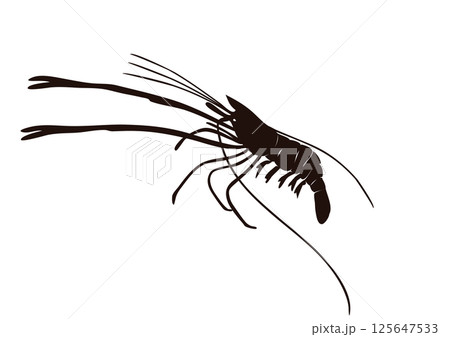 手長エビ　黒 125647533