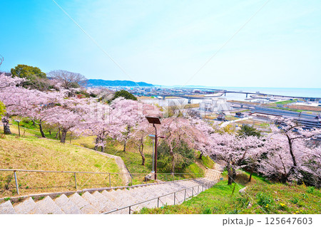 日和山公園の桜 125647603