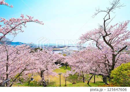 日和山公園の桜 125647606