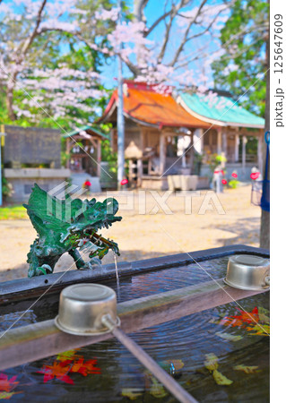 日和山公園の桜 125647609