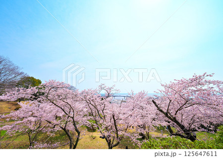 日和山公園の桜 日和山公園の桜 125647611