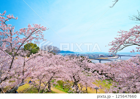 日和山公園の桜 日和山公園の桜 125647660