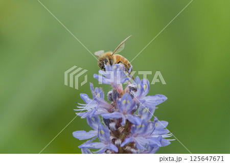 ポンテデリアと蜜蜂 ポンテデリアと蜜蜂 125647671