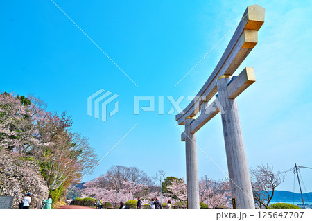 日和山公園の桜 日和山公園の桜 125647707