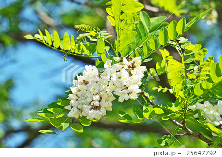 白いニセアカシアの花(春、四月) 白いニセアカシアの花(春、四月) 125647792