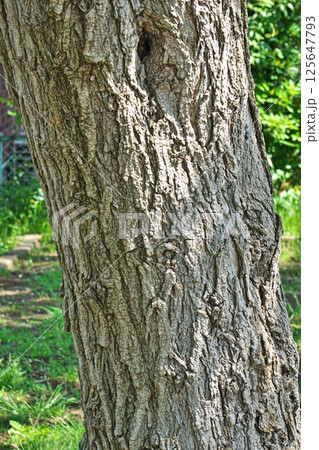 ニセアカシアの樹皮（春、四月） 125647793