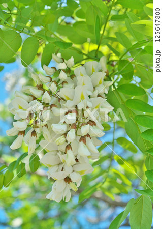 白いニセアカシアの花（春、四月） 125647800