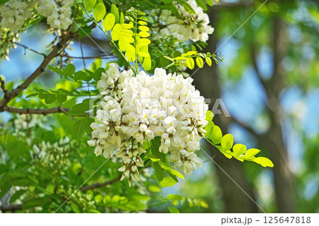 白いニセアカシアの花（春、四月） 125647818