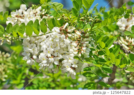 白いニセアカシアの花（春、四月） 125647822