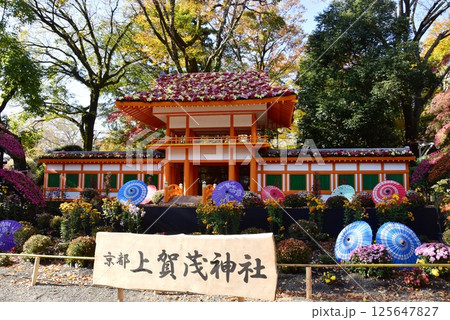静岡県　三島市立公園楽寿園の菊まつり「京都上賀茂神社」 125647827
