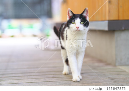 春の田代島 春の田代島 125647873