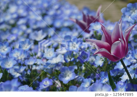 咲き始めた春の花 125647895