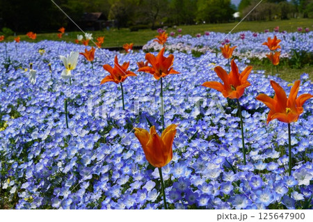 咲き始めた春の花 125647900