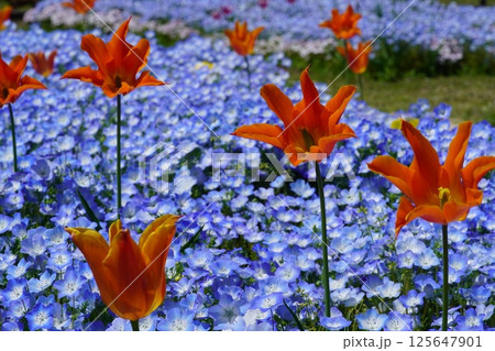 咲き始めた春の花 125647901